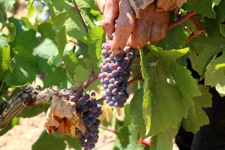 Pinot Noir grapes during the 2022 harvesting season in the DO Penedès (by Gemma Sánchez)